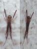 Episinus truncatus